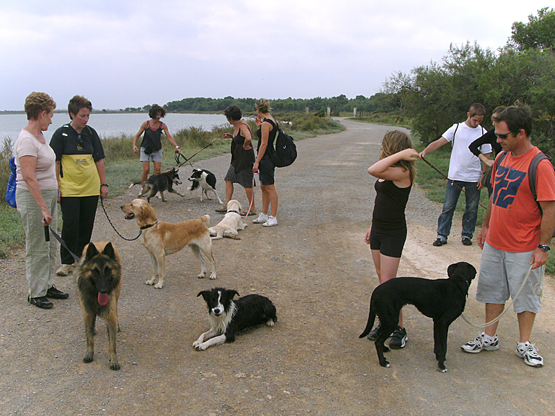 Dogspirit - Balade éducative - Cours collectif - 11 septembre 2011