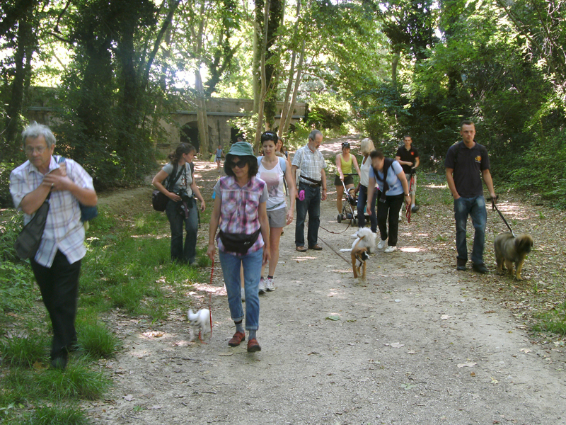 Dogspirit - Balade éducative - Cours collectif - 22 juin 2013