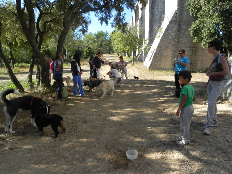 Dogspirit - Balade éducative - Cours collectif - 21 septembre 2013