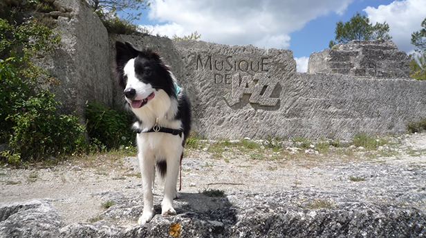 Dogspirit - Cours collectifs 2016-06-11