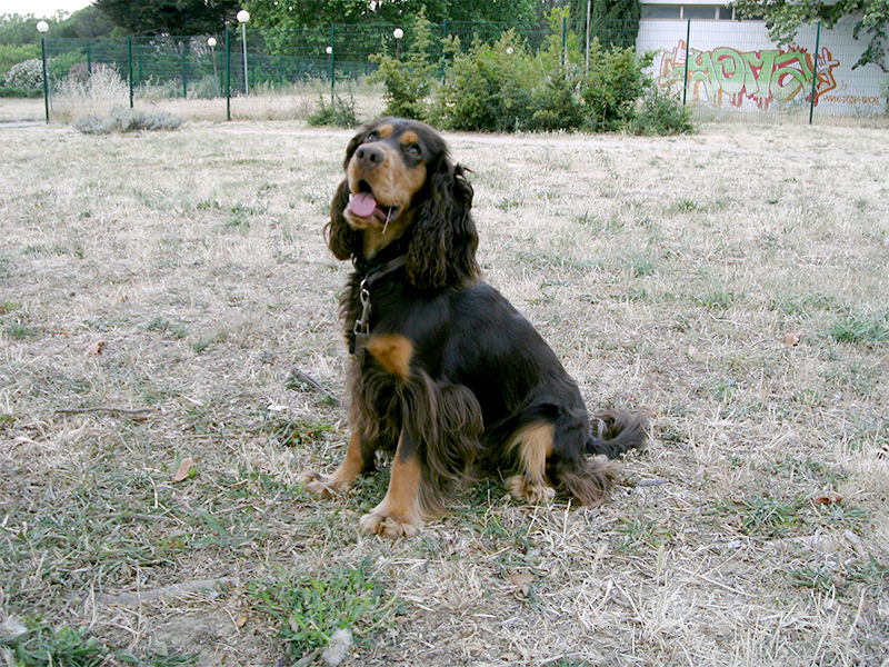 Dogspirit - Livre d'or - pas_bouger, assis, au panier