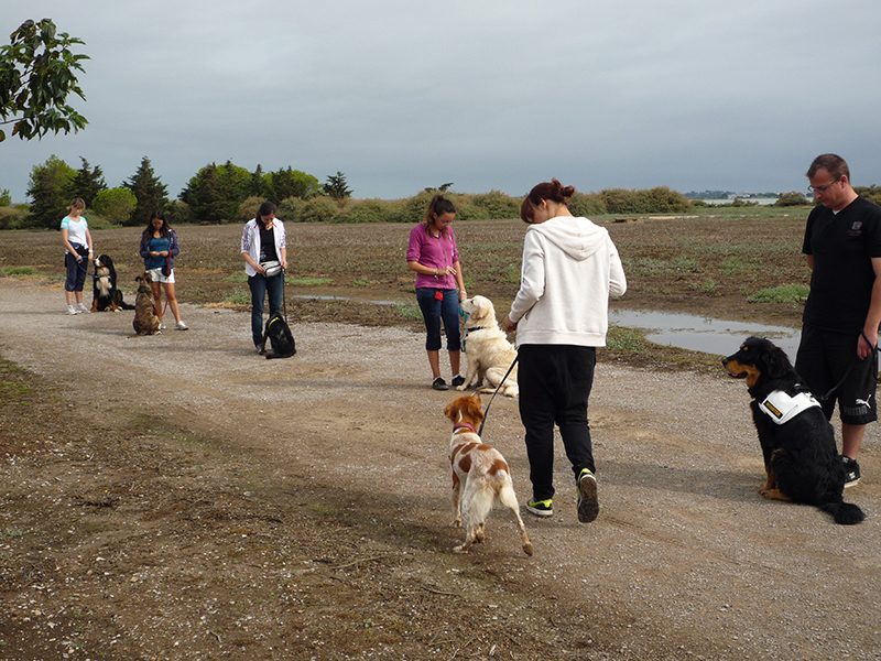 Dogspirit - obéissance, pas bouger, dressage, éducation canine, marche au pied