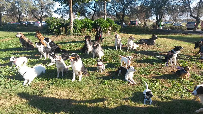 Dogspirit - Sociabilisation du chiot, obéissance, dressage