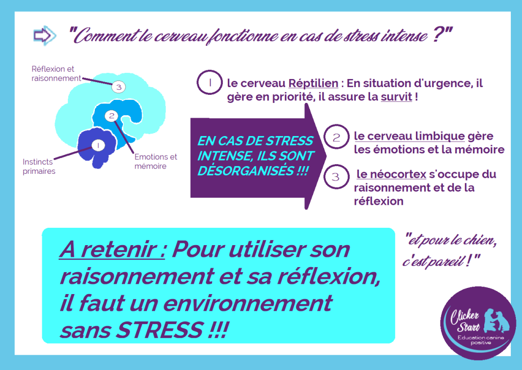 cerveau et stress 1